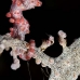 seahorse_pygmy_crci_mb_v_0248_png2080.jpg